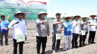 Penanaman Jagung Serentak di Galang