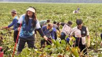 BP Batam Bersihkan Waduk
